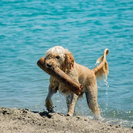 Lavanda Luxury Mobile At Terra Park Spiritos Camp Camping Kolan